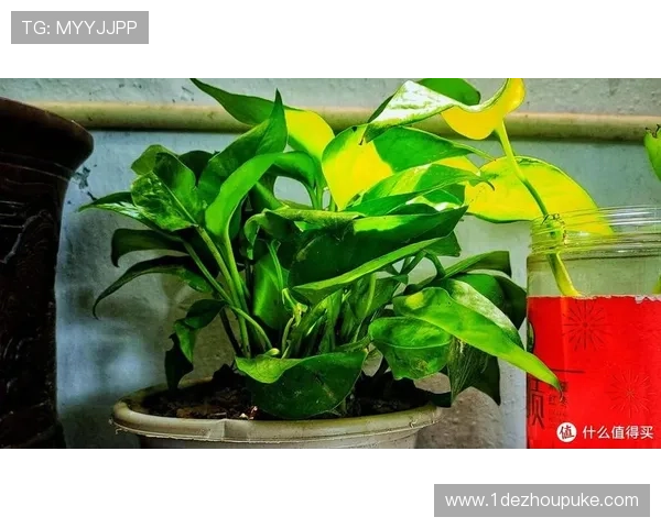 揭秘白菜分享君假货背后的真相与影响