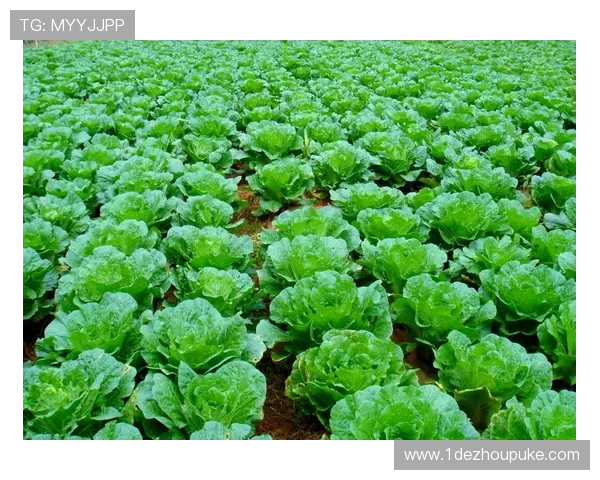 白菜网的功能与用途详解，了解它是干啥的